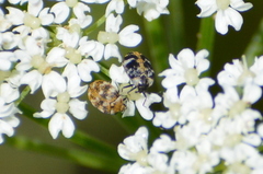 Anthrenus scrophulariae