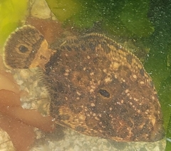 Pleuronichthys coenosus