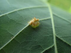 Puccinia sparganioidis