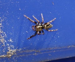Paraphidippus aurantius