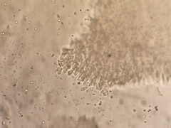 Rhodocollybia prolixa distorta