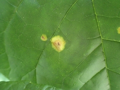 Puccinia sparganioidis
