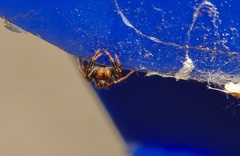 Paraphidippus aurantius