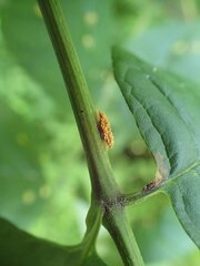 Puccinia sparganioidis