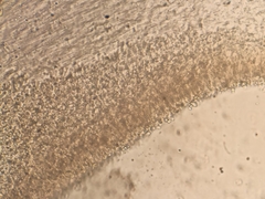 Rhodocollybia prolixa distorta
