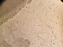 Rhodocollybia prolixa distorta