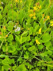 Packera pseudaurea