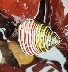Calliostoma ligatum