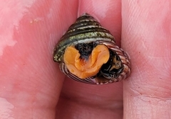 Calliostoma ligatum