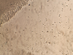 Rhodocollybia prolixa distorta