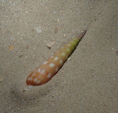 Terebra guttata
