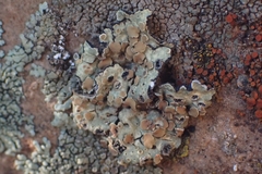 Protoparmeliopsis peltata