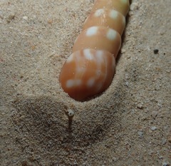 Terebra guttata