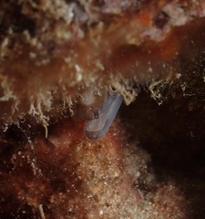 Gymnothorax gracilicauda