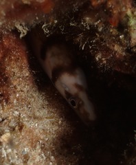 Gymnothorax gracilicauda