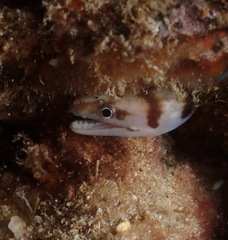 Gymnothorax gracilicauda