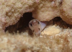 Gymnothorax gracilicauda