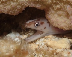 Gymnothorax gracilicauda