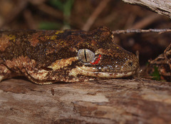 Mokopirirakau granulatus