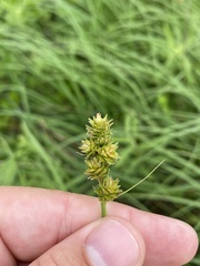 Carex gravida