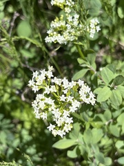 Valeriana occidentalis