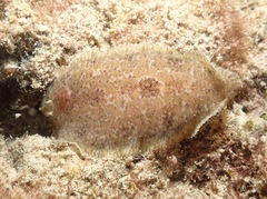 Aseraggodes therese