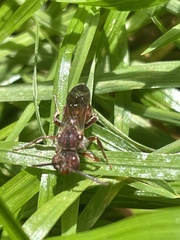 Nomada erigeronis