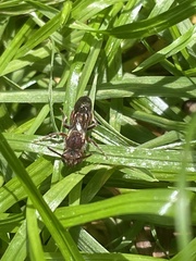 Nomada erigeronis