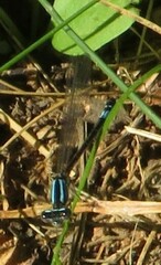 Enallagma geminatum