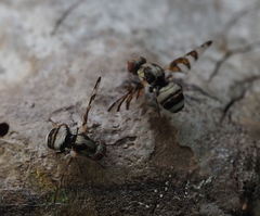 Myennis octopunctata