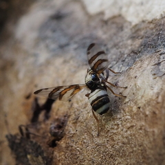Myennis octopunctata
