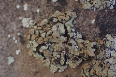 Protoparmeliopsis peltata