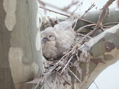 Streptopelia decaocto