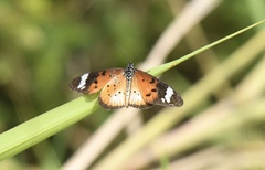 Acraea encedon