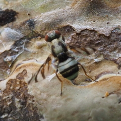 Myennis octopunctata