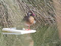 Amazonetta brasiliensis