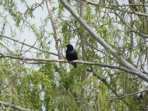 Estornino negro (Sturnus unicolor)