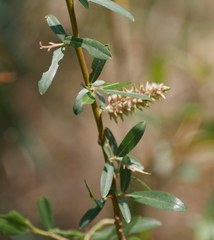Salix monticola