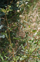 Salix monticola