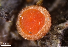 Scutellinia minor
