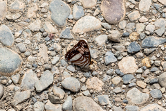 Adelpha delinita