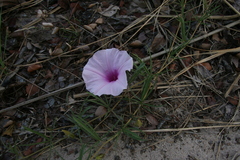 Ipomoea bolusiana