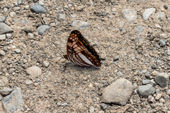Adelpha delinita