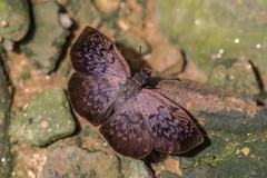 Camptopleura theramenes