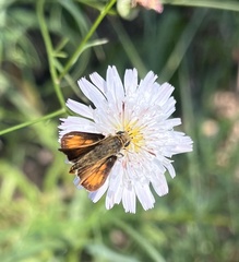 Ochlodes agricola