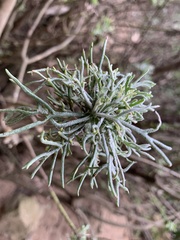 Hymenolepis