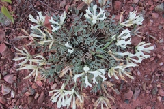 Astragalus helmii