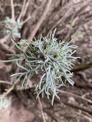 Hymenolepis