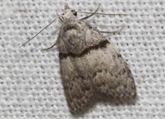 Nola pygmaeodes