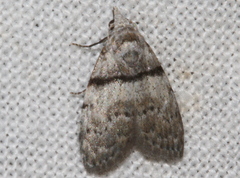 Nola pygmaeodes